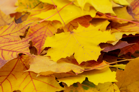 colorful background of maple leavesの写真素材