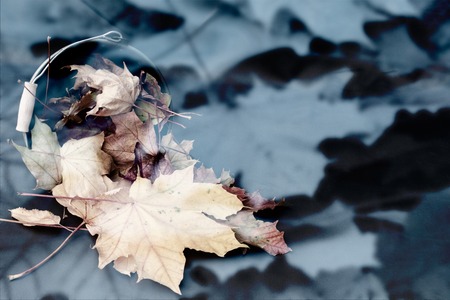 beautiful abstract background from maple leavesの写真素材