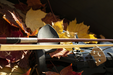 Detail of a black violin in maple leavesClose-up in natural sunlightの写真素材