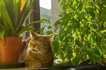 pretty tabby domestic cat lounging in the sun on the windowsill
Indoorsの写真素材