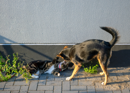 German shepherd mix and domestic cat in friendly gameの写真素材