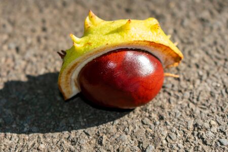 Horse-chestnut (Aesculus hippocastanum) with peel in close-up at sunlight. Picture From Front,...