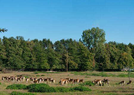 Herd with deer. Location: Germany, North Rhine-Westphalia, Borkenの写真素材
