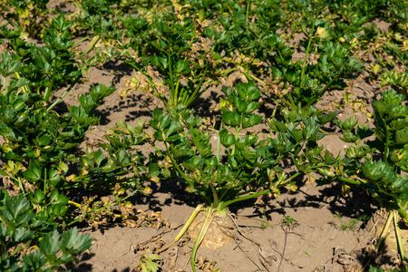 Close-up of a celery (root vegetable) from the field. Location: Germany, North Rhine-Westphalia, Borkenの写真素材