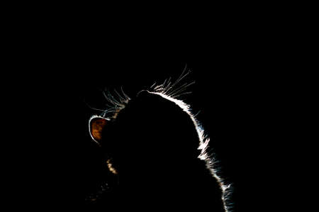 Little gray kitten on a dark backgroundの写真素材