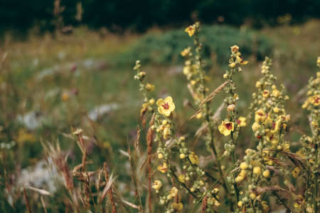 beautiful summer landscape with blossoming meadow and flowers. wild flowers blooming spring