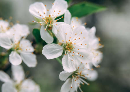 White lilac flowers background, white lilacs macro, spring flower, syringe vulgaris.の写真素材