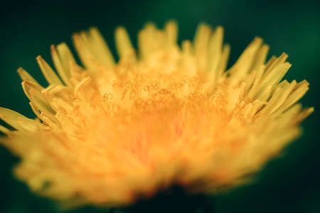 yellow flowers on a background of green grass.の写真素材