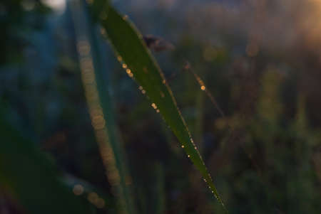 fresh green thick grass in the morning with bokehの写真素材