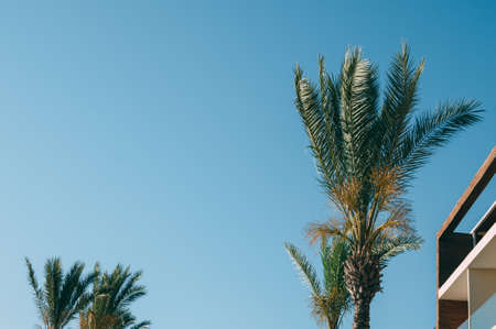 coconut palms and a building, a beautiful sky with a soft focus and above the light in the backgroundの写真素材