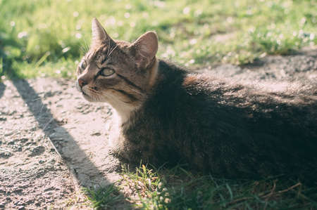 Homemade gray tabby cat at sunset. The cat looks up and straight. Yellow-green blurred background with circles. Cat face close up. Pet in nature. Bokeh. Village, park. Summer.の写真素材