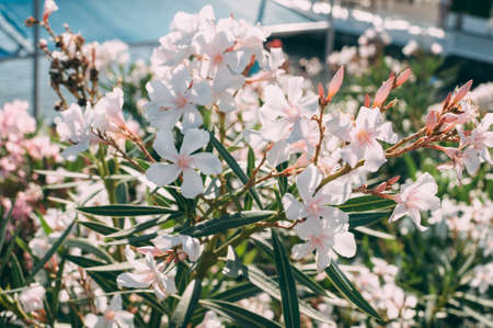 A group of white flowers to nature. Summer. The national flower of the Netherlands, Turkey and Hungary.の写真素材