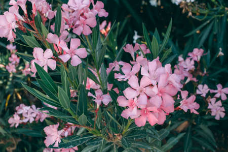 A group of pink flowers in nature. Summer. The national flower of the Netherlands, Turkey and...