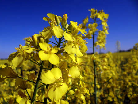 Yellow rape against blue sky before harvest.の写真素材