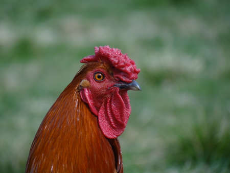 Closeup of the head of the cockの写真素材