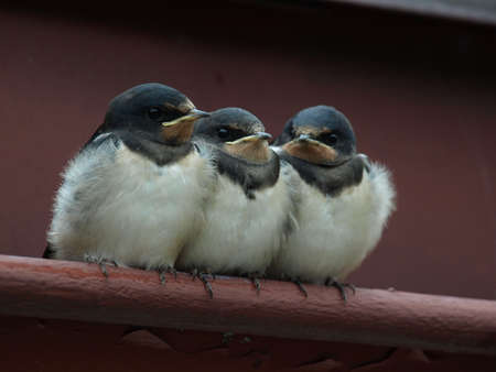 Three young swallows are awaiting for feeding and one of them is grumpyの写真素材