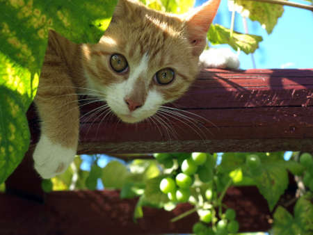 Cat laying on a wooden staff against grapesの写真素材