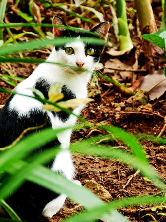Jungle Catの写真素材