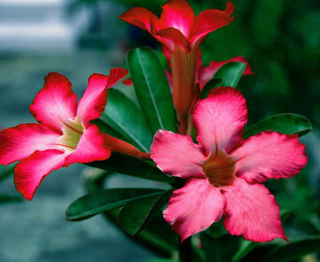 The Red Blossomの写真素材