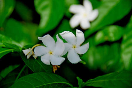 White Flowersの写真素材