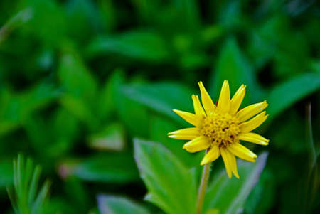 Yellow Flower