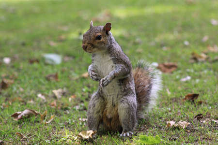 squirrelの写真素材