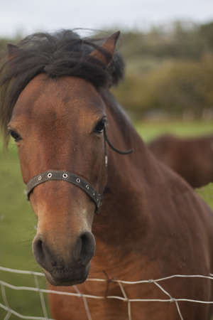 horse~1
