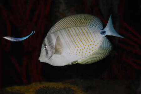 photo of exotic fish 