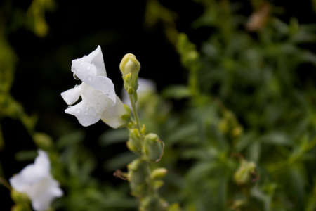 photo of white snapdragons with drops of water の写真素材