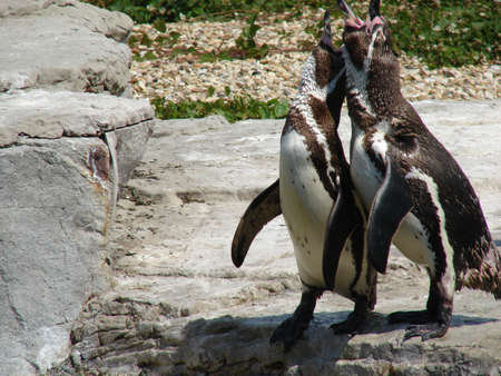 Humboldt Penguins at Chester Zooの写真素材