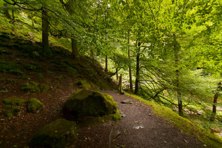 forestの写真素材