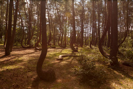 Photo of Crooked Forest in Nowe Czarnowo in Polandの写真素材