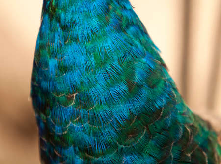 Close-up photo of a peacock feathers