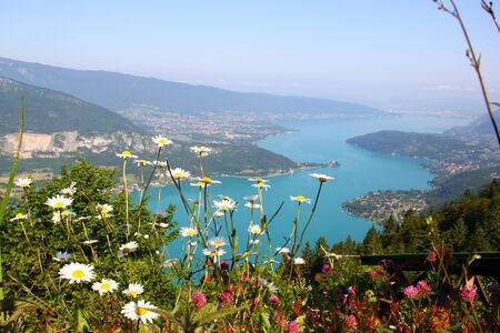 daisies on the topの写真素材