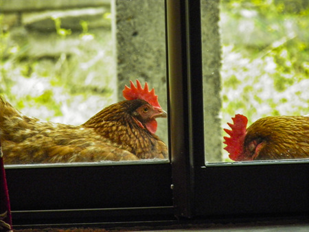 two hen sleeping in front of a windowの写真素材