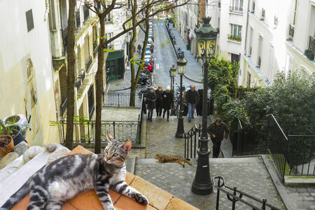 a cat sleeping front of streetのeditorial素材