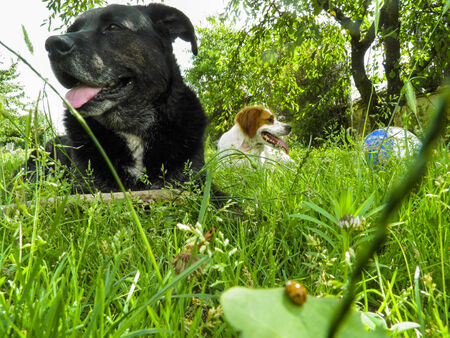 two dogs sleep in grass