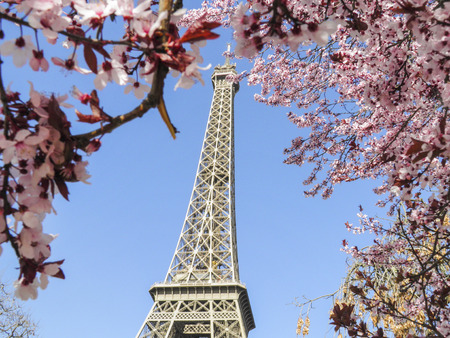 Eiffel tower with pink flower of spring