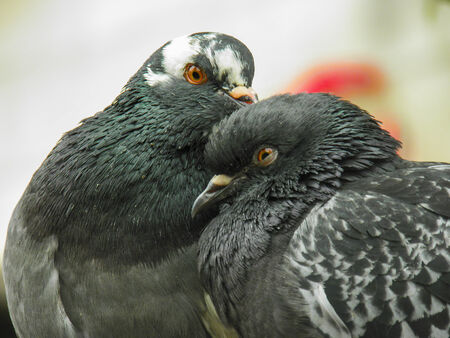 two pigeonsの写真素材