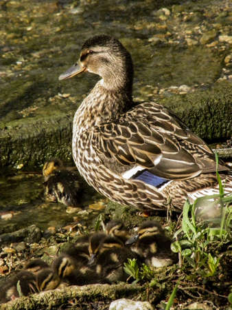 duck and familyの写真素材