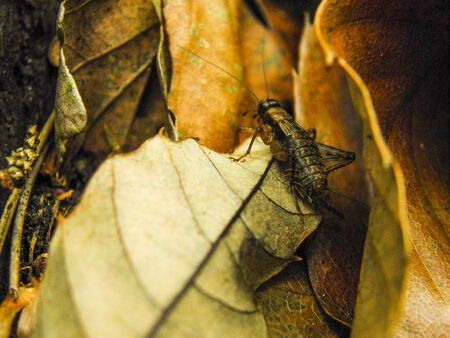 bug on leafの写真素材