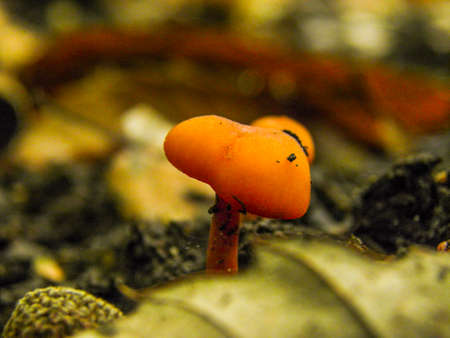 orange mushroomの写真素材