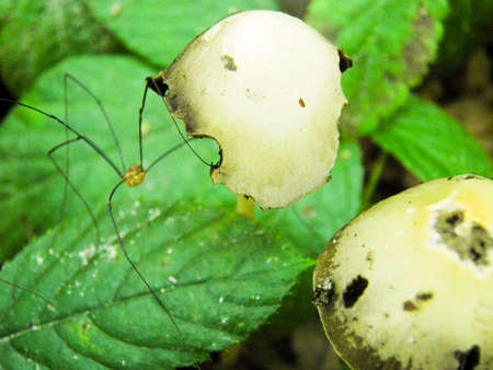 mushroom and spider