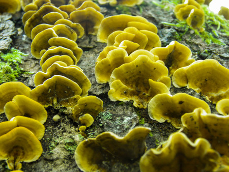 An army of mushroomsの写真素材