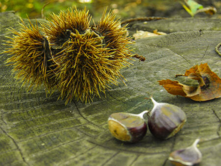 Chestnuts on parent treeの写真素材
