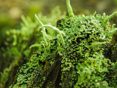 When moss is like coral