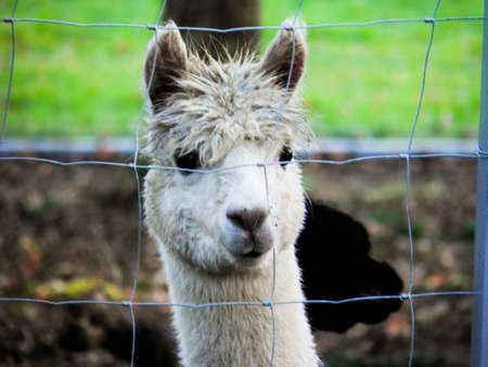 lama under grillの写真素材