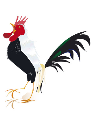 black rooster singingのイラスト素材