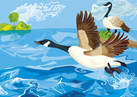 wild goose on lakeのイラスト素材