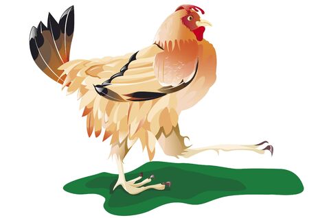 Hen walkingのイラスト素材